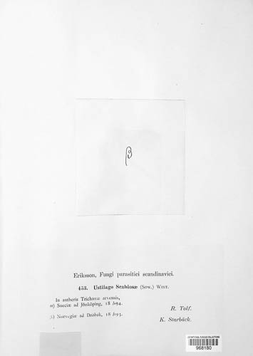 Microbotryum image
